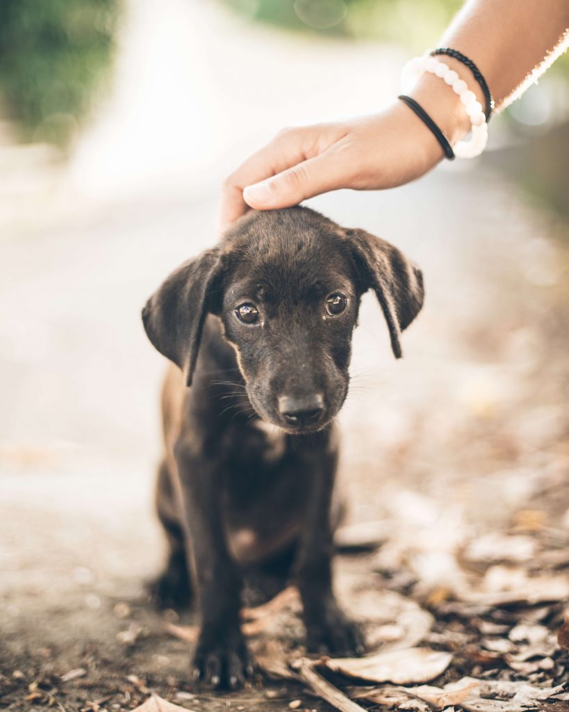 Trainingsplan stubenreiner Hund